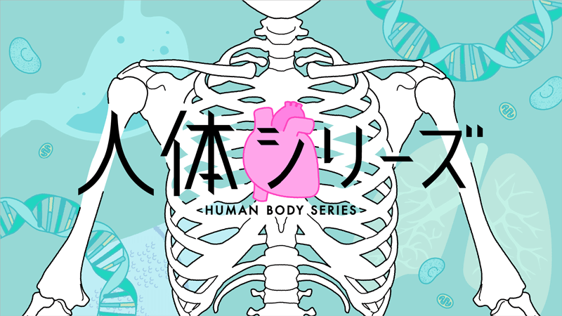 人体シリーズ